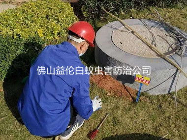 西南街道灭治红火蚁